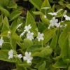 Frühlings-Gedenkemein Alba - Weißer Frühlingsteppich