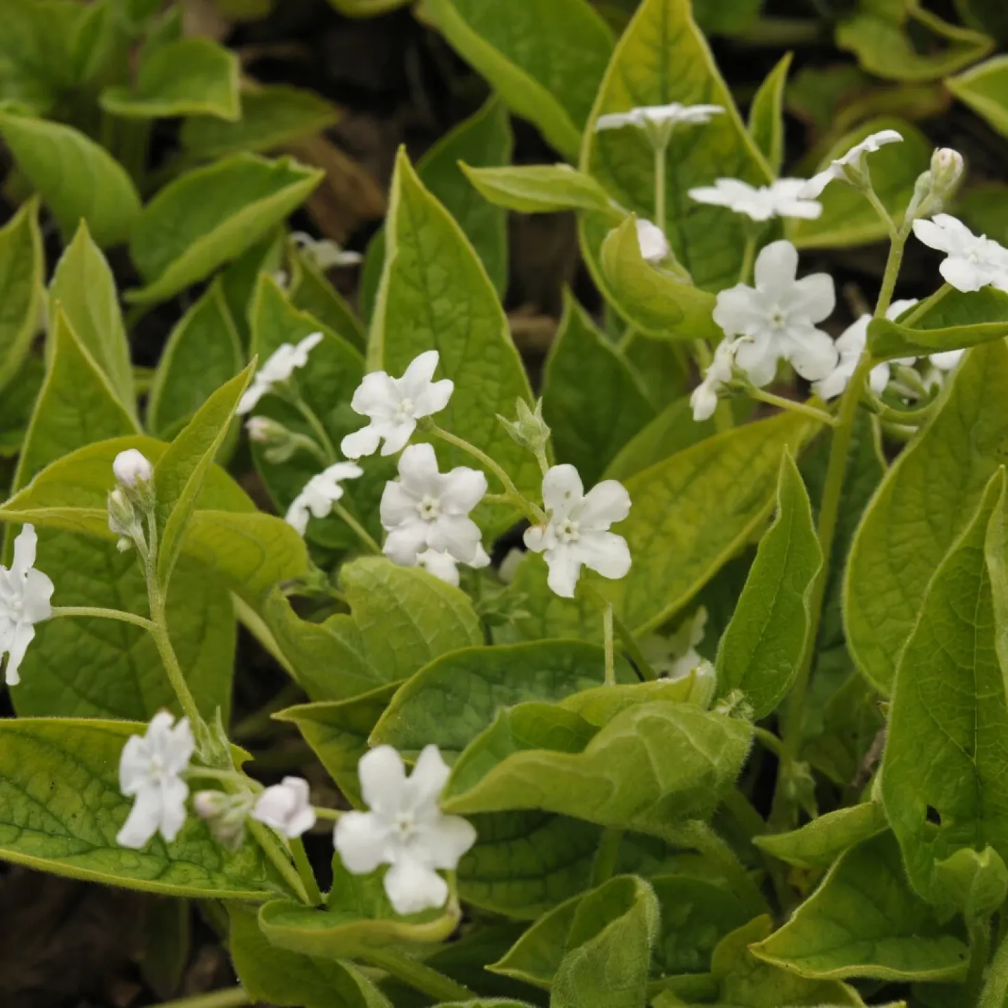 Frühlings-Gedenkemein Alba - Weißer Frühlingsteppich