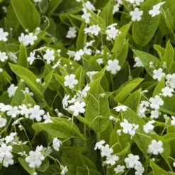 Frühlings-Gedenkemein Alba - Weißer Frühlingsteppich
