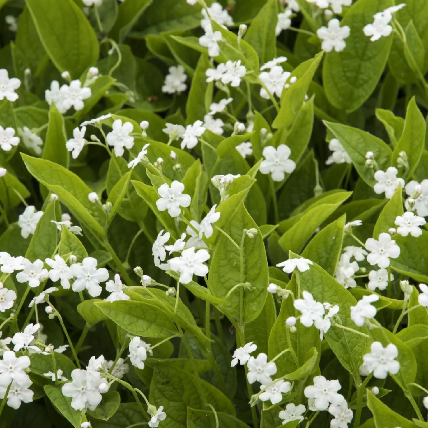Frühlings-Gedenkemein Alba - Weißer Frühlingsteppich