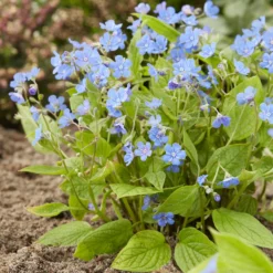Frühlings-Nabelnüsschen - Blaues Blütenmeer im Schatten