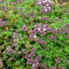 Frühlingsthymian Bressingham - Blütenteppich statt Unkraut