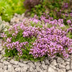Frühlingsthymian Bressingham - Blütenteppich statt Unkraut