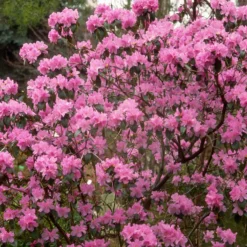 Früh-Rhododendron - Blüht schon im Februar