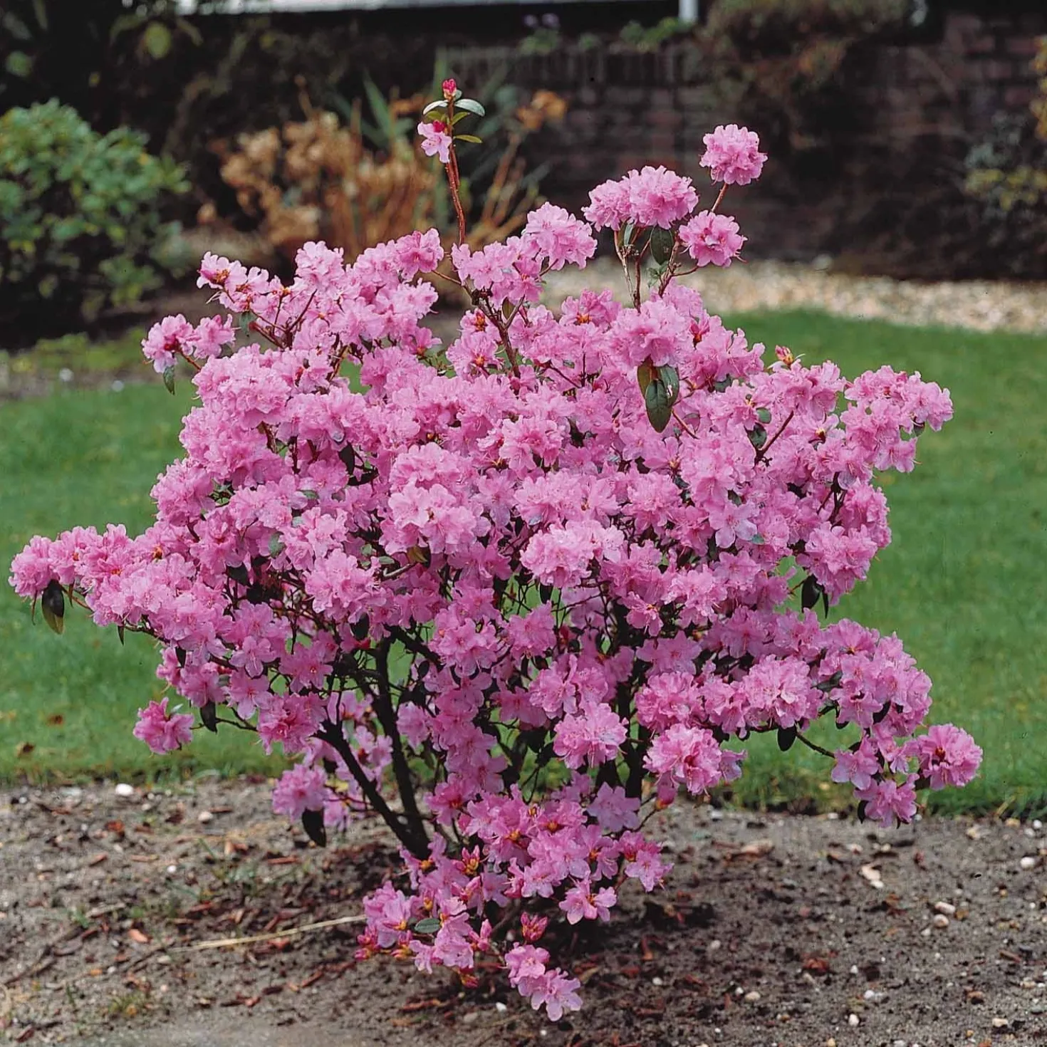 Früh-Rhododendron - Blüht schon im Februar