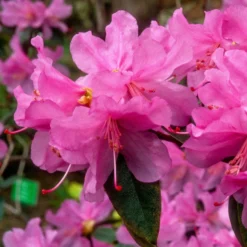 Früh-Rhododendron - Blüht schon im Februar