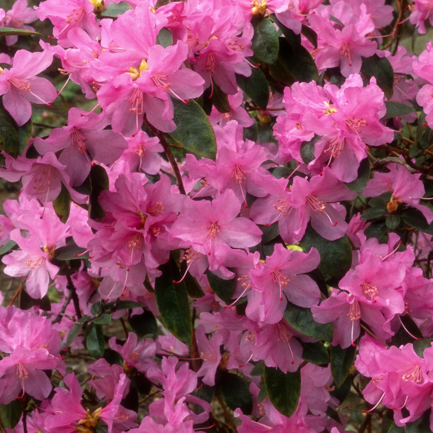 Früh-Rhododendron - Blüht schon im Februar