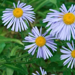 Frühsommer-Aster 'Wartburgstern' - Sommerblüher ganz einfach