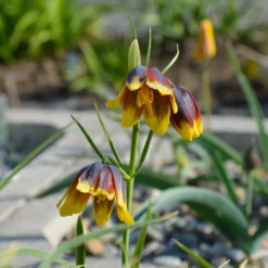 Fritillarien Uva Vulpis (x10) - Zarte Blüten ganz einfach