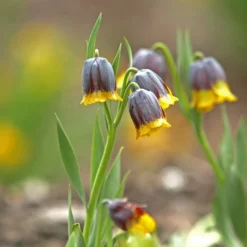 Fritillarien Uva Vulpis (x10) - Zarte Blüten ganz einfach