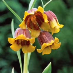 Fritillarien Uva Vulpis (x10) - Zarte Blüten ganz einfach