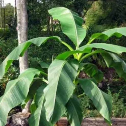 Fruchtbanane 'Dajiao' - Eigene Bananen ernten