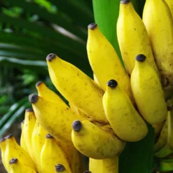 Fruchtbanane 'Dajiao' - Eigene Bananen ernten