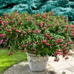 Fuchsia 'Celia Smedley' (x3) - Üppige Blüten den ganzen Sommer