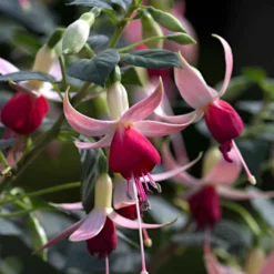 Fuchsia 'Celia Smedley' (x3) - Üppige Blüten den ganzen Sommer