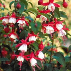Fuchsia Madame Cornelissen - Blüten bis zum Frost