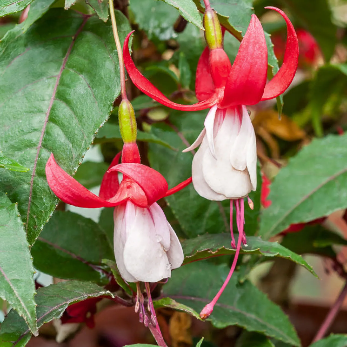 Fuchsia Madame Cornelissen - Blüten bis zum Frost