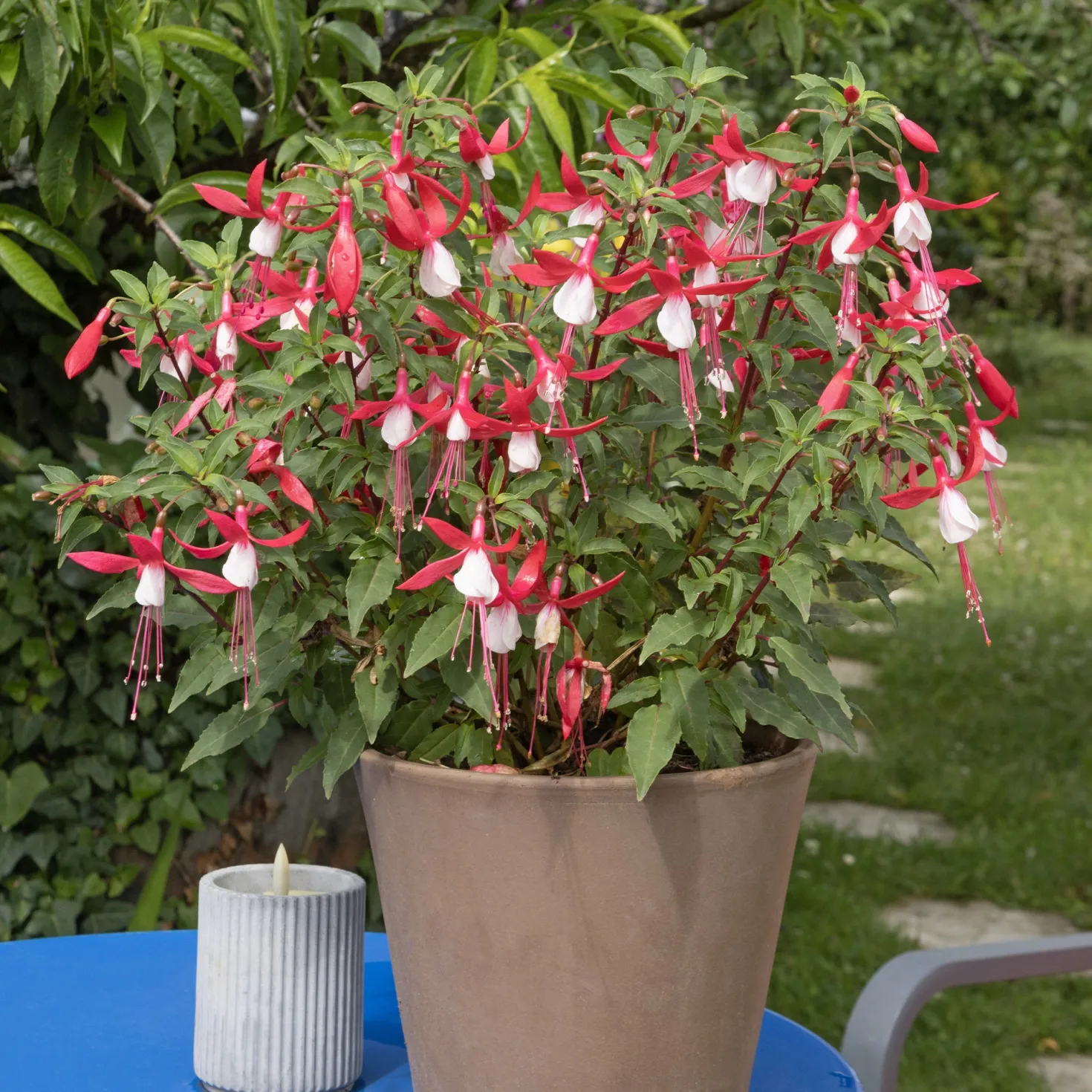 Fuchsia Madame Cornelissen - Blüten bis zum Frost
