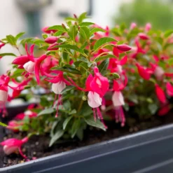Fuchsia Madame Cornelissen - Blüten bis zum Frost