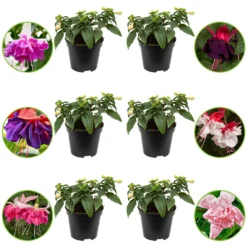 Fuchsia Mischung 'All in One' (x6) - Sechs Fuchsien, ein Blütenfest