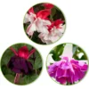 Fuchsia Mischung 'Bella Rosella' + 'Blue Angel' + 'New Millenium' (x3) - Drei Fuchsien, ein Blütentraum