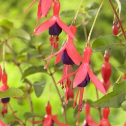 Fuchsia Mrs. Popple - Blüht bis in den Winter