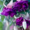 Fuchsia 'Royal Mosaic' (x3) - Zweifarbige Blüten den ganzen Sommer