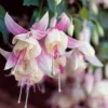 Fuchsie Annabel (x3) - Weiße Blütenpracht ganz einfach