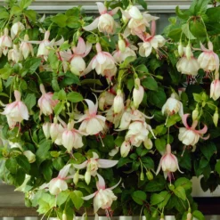 Fuchsie Annabel (x3) - Weiße Blütenpracht ganz einfach