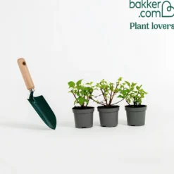Fuchsie Annabel (x3) - Weiße Blütenpracht ganz einfach