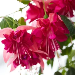 Fuchsie 'Bella Rosella' (x3) - Üppige Blüten den ganzen Sommer