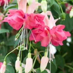 Fuchsie 'Bella Rosella' (x3) - Üppige Blüten den ganzen Sommer
