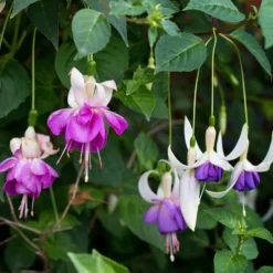 Fuchsie Blue Sarah (x3) - Blaue Blüten ganz einfach