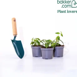 Fuchsie Blue Sarah (x3) - Blaue Blüten ganz einfach