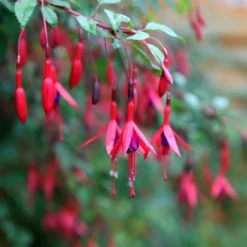 Fuchsien Brilliant (x3) - Blüten bis zum Frost