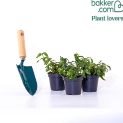 Fuchsien Brilliant (x3) - Blüten bis zum Frost