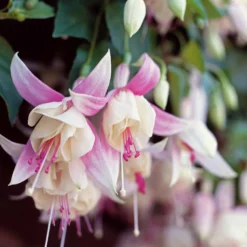 Fuchsien frostbeständigen Mischung (x6) - Blüten den ganzen Sommer