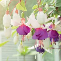 Fuchsien frostbeständigen Mischung (x6) - Blüten den ganzen Sommer