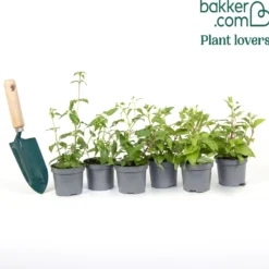 Fuchsien frostbeständigen Mischung (x6) - Blüten den ganzen Sommer
