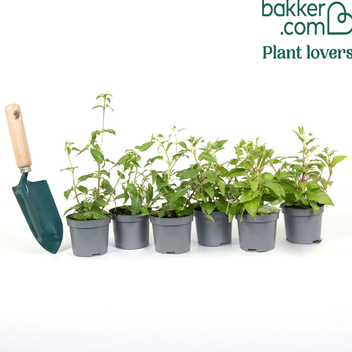 Fuchsien frostbeständigen Mischung (x6) - Blüten den ganzen Sommer