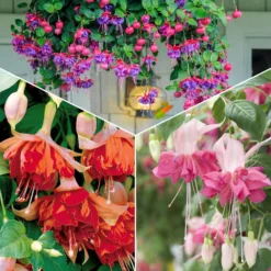 Fuchsien Mischung (Bicentennial, Dark Eyes, Bella Rosel) (x6) - Blüten den ganzen Sommer