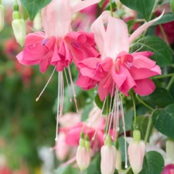 Fuchsien Mischung (Bicentennial, Dark Eyes, Bella Rosel) (x6) - Blüten den ganzen Sommer