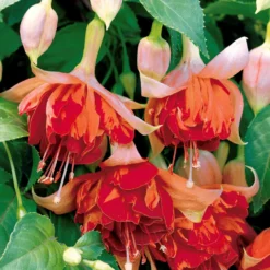 Fuchsien Mischung (Bicentennial, Dark Eyes, Bella Rosel) (x6) - Blüten den ganzen Sommer