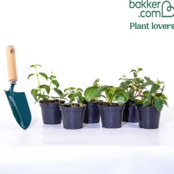 Fuchsien Mischung (Bicentennial, Dark Eyes, Bella Rosel) (x6) - Blüten den ganzen Sommer