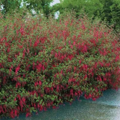 Fuchsie ‘Riccartonii’ - Winterharte Blütenpracht