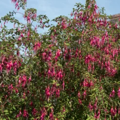 Fuchsie ‘Riccartonii’ - Winterharte Blütenpracht