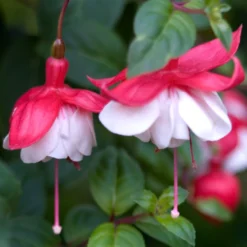 Fuchsie Swingtime - Doppelblüten wie Ballerinas
