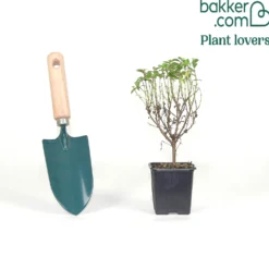 Fuchsie ‘Tom Thumb’ - Winterhart und blüht monatelang