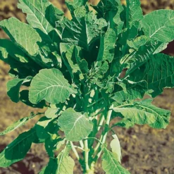 Futterkohl Proteor - Robustes Winterfutter