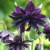Garten-Akelei 'Black Barlow' - Dramatisch dunkel im Beet